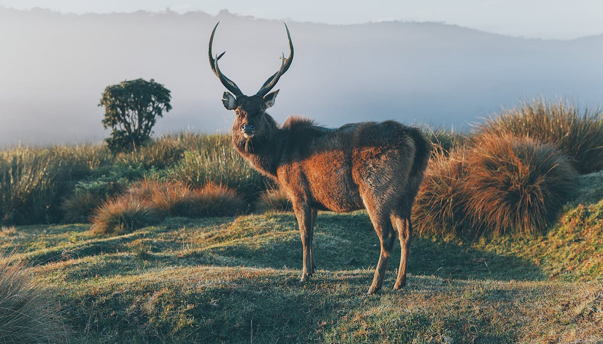 Amazing Wildlife Places in Sri Lanka